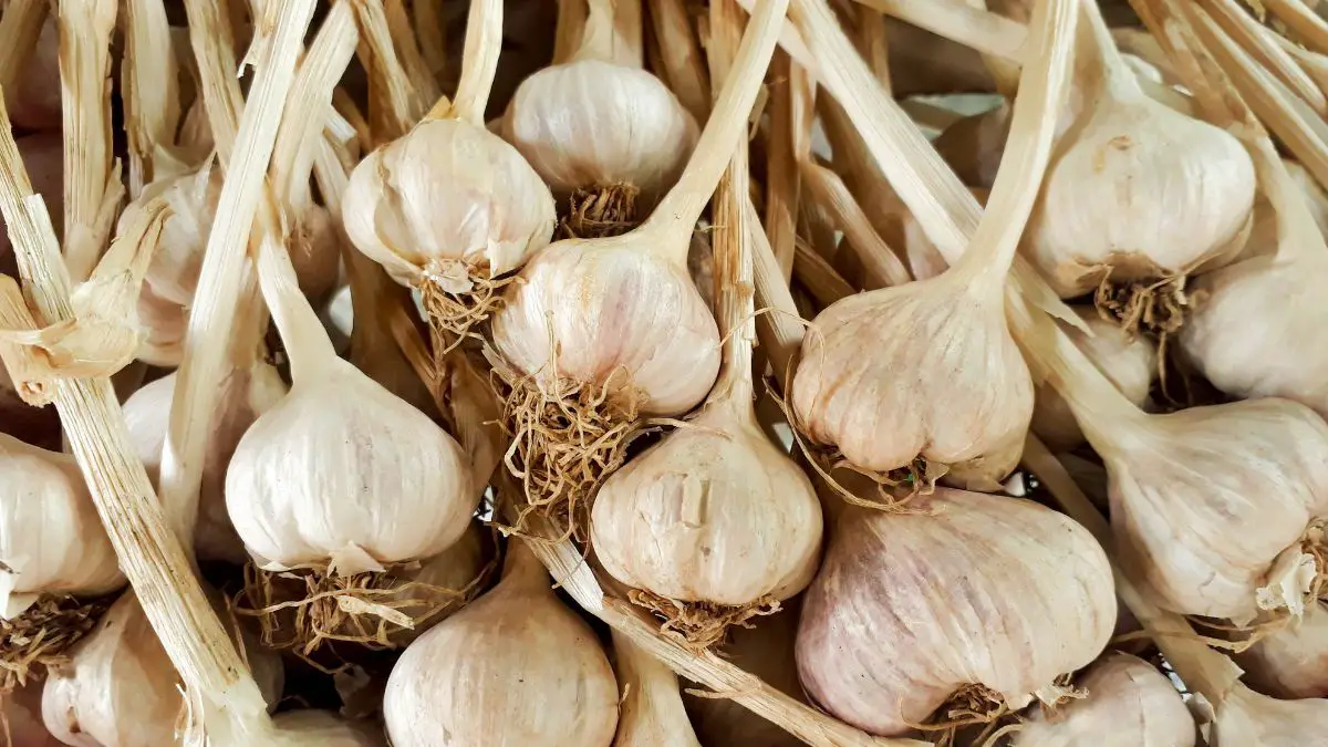 How To Grow Large Garlic Bulbs