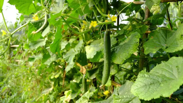  How do you tell if you are overwatering cucumbers?