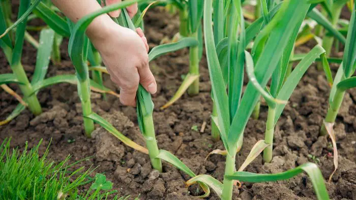  How to grow large garlic bulbs