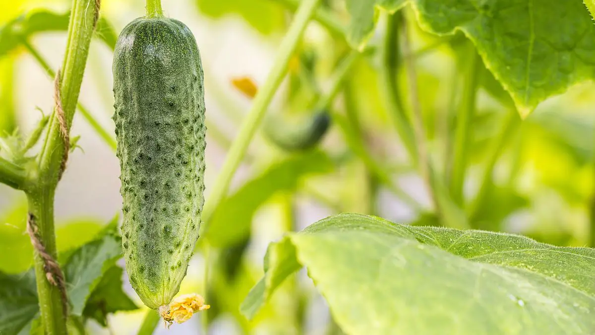 When To Water Cucumber Plants