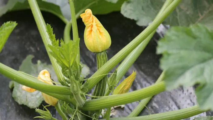  how to harvest zucchini seeds