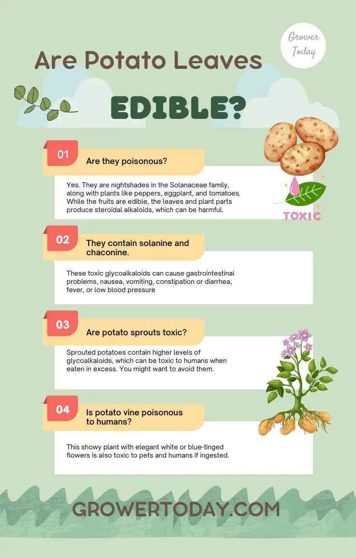 potato leaves edible