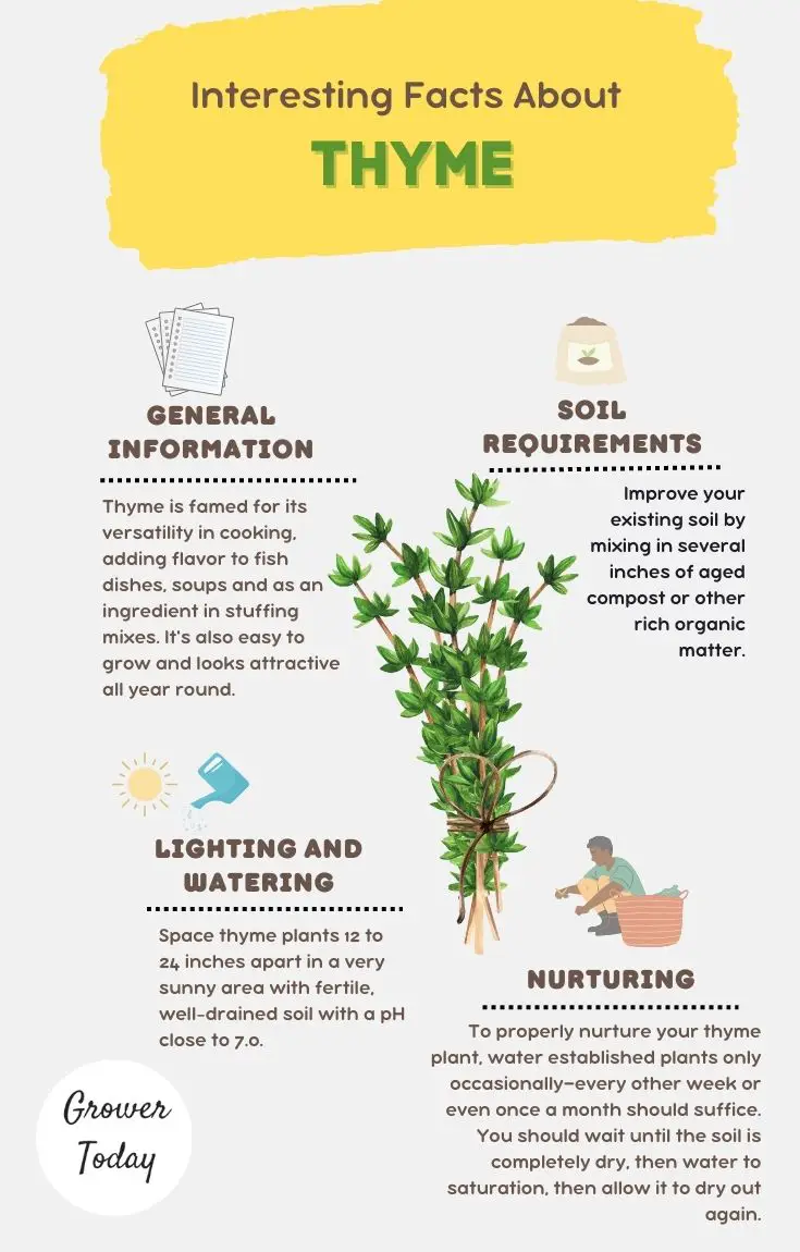 facts about thyme