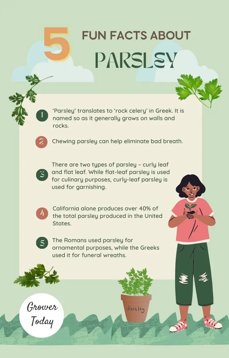 parsley fun facts
