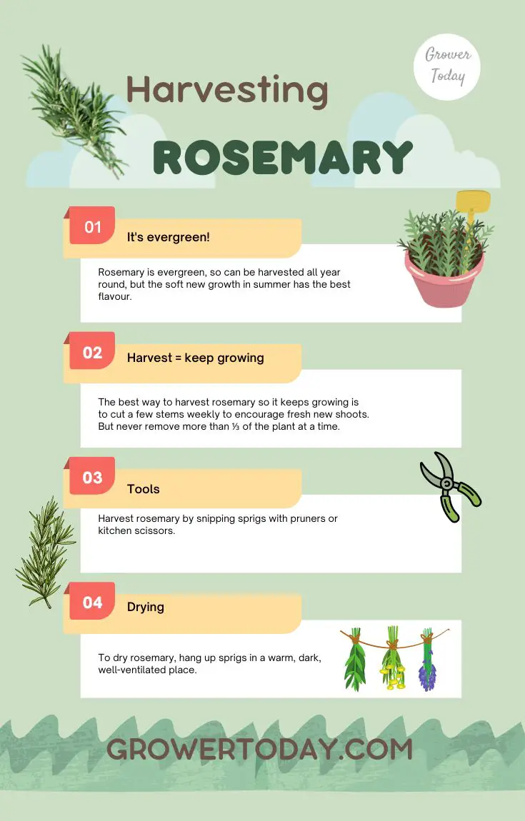 harvesting rosemary