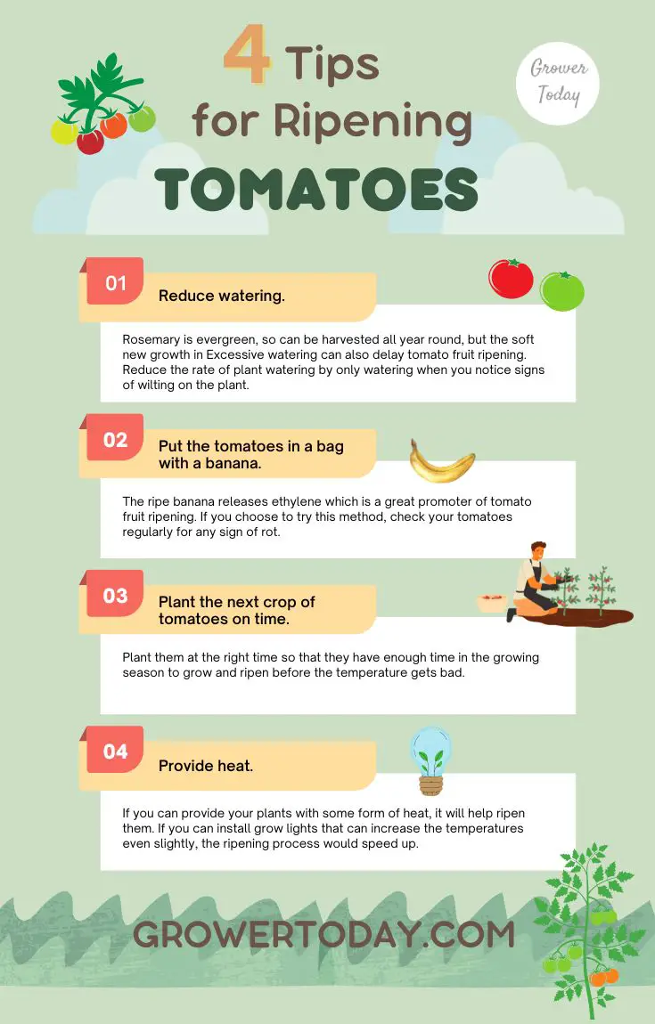 tomates qui ne mûrissent pas