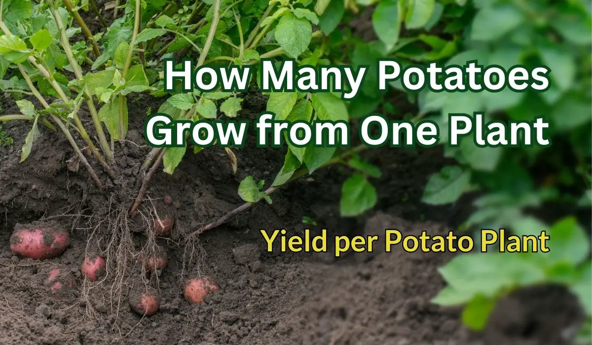 How Many Potatoes Per Plant