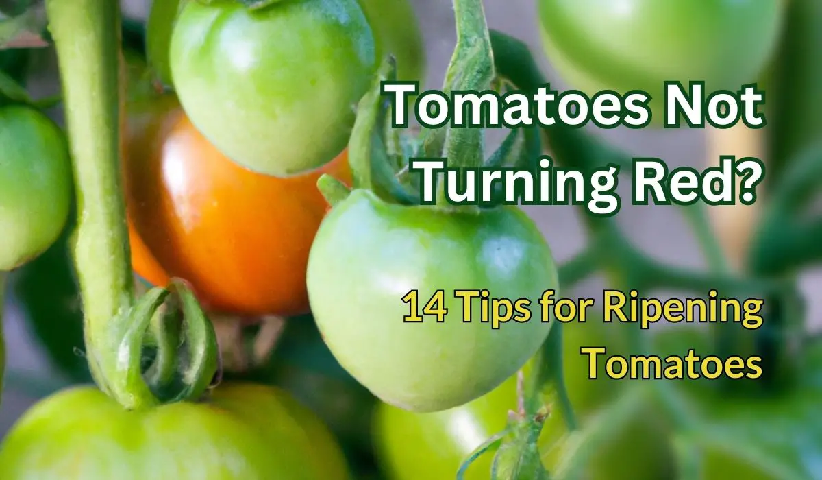 tomatoes not turning red