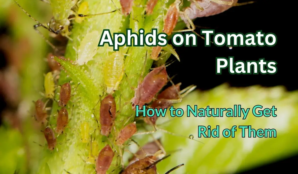 aphids on tomato plants