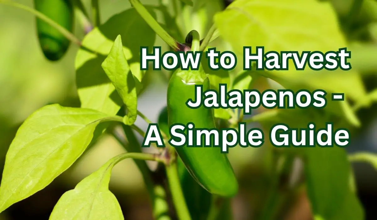 pick jalapenos off the plant
