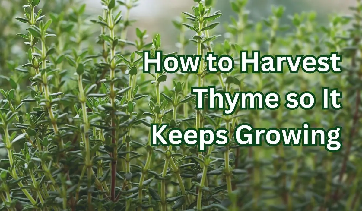 harvesting thyme