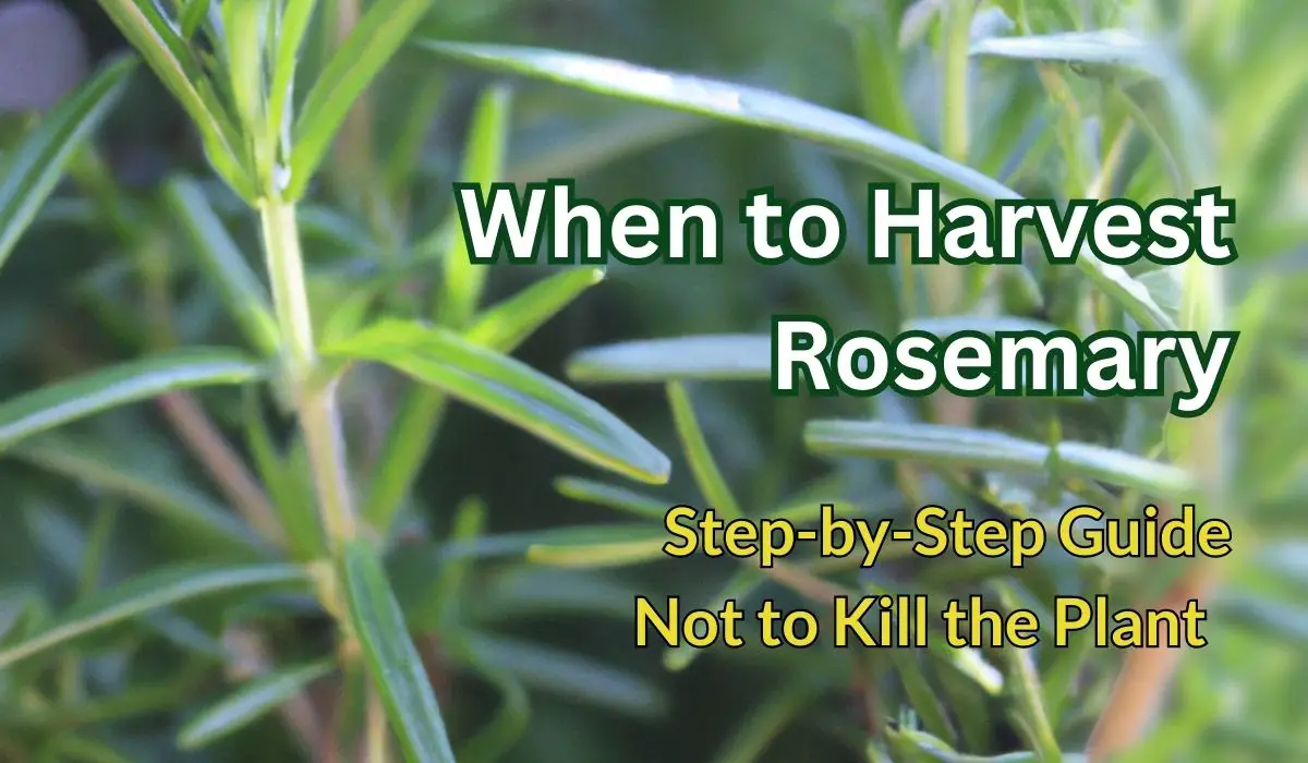 harvesting rosemary