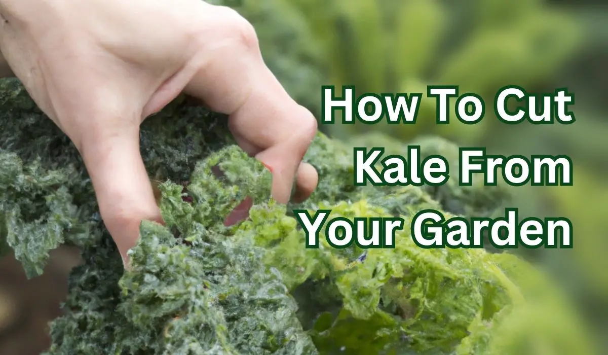 How to Harvest Kale